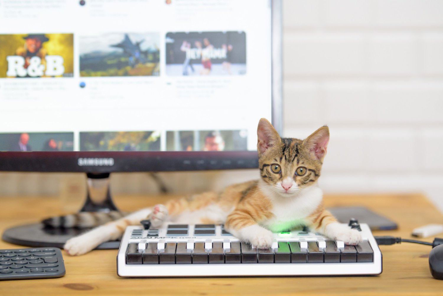 Paws & Posts Social Media Strategies for Kitten Owners