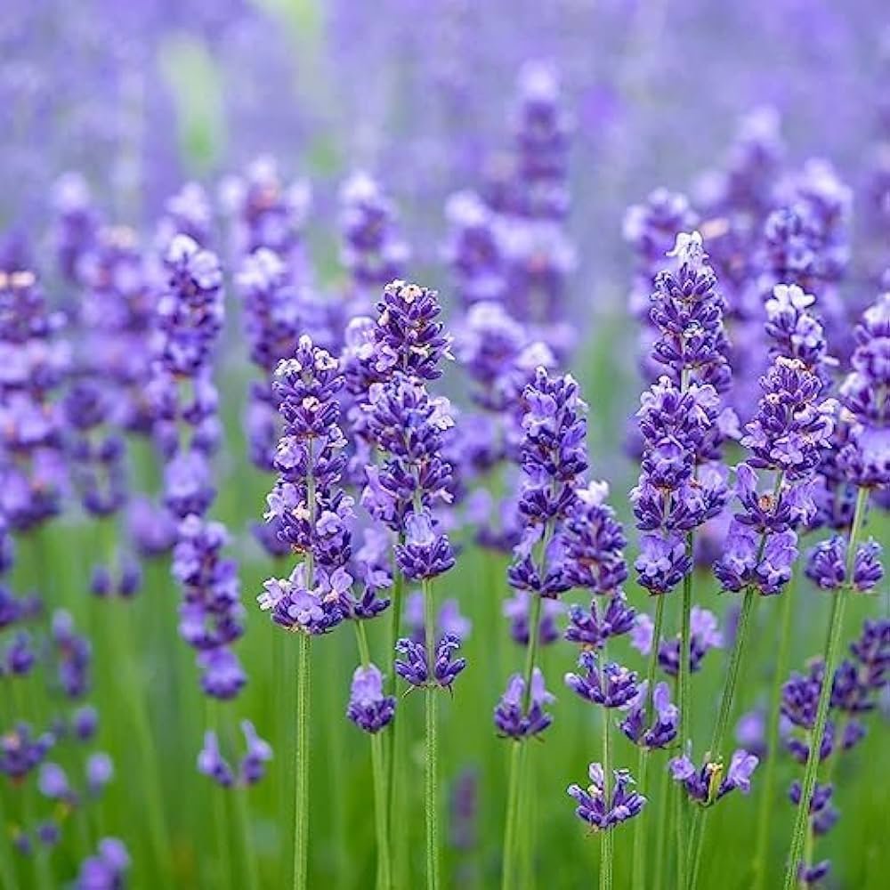 Lavender 