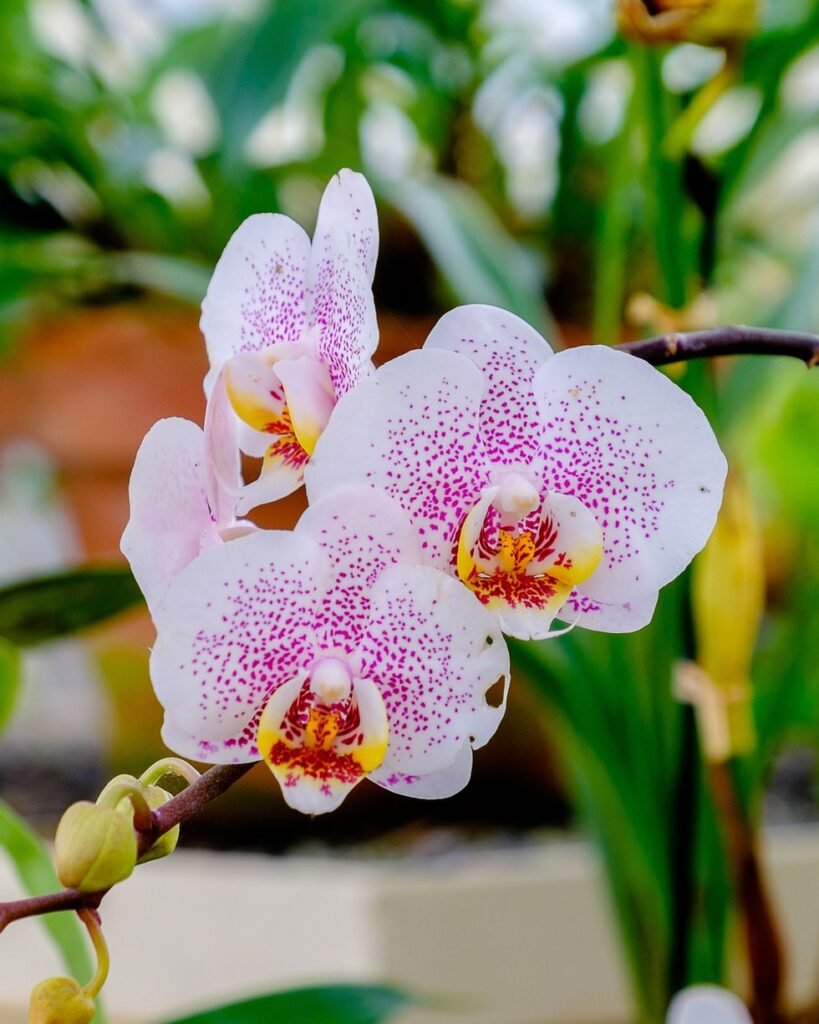 Orchid 